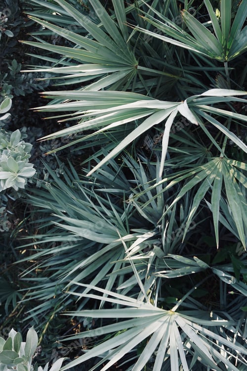 Preview: Wild saw palmetto plant