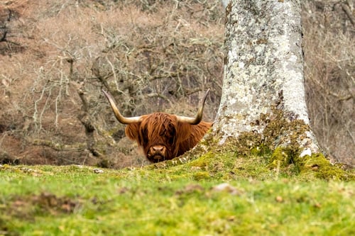 Preview: Scottish brown highland cow with big horns in a pasture