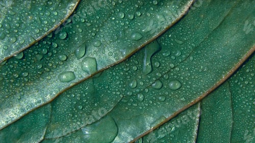 Preview: Green leaf textured background with droplets of water