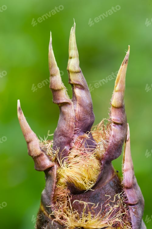 Preview: Detail of bamboo bud