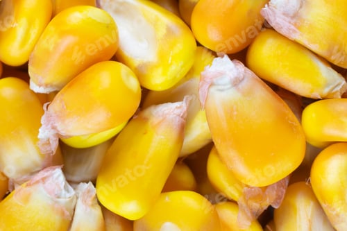 Preview: yellow corn kernels with visible details. Background or texture