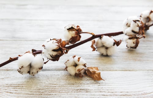 Preview: white cotton flowers
