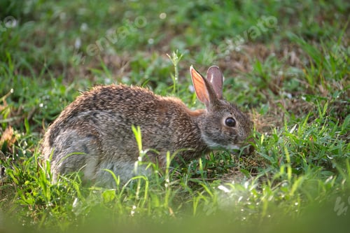 Preview: Grey small hare eating grass on summer field. Wild rabbit in nature