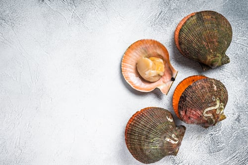 Preview: Raw Queen Scallops on kitchen table. White background. Top view. Copy space