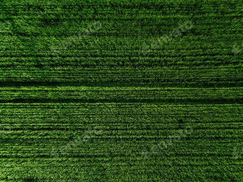 Preview: Aerial top view of Green Country Field with row lines.