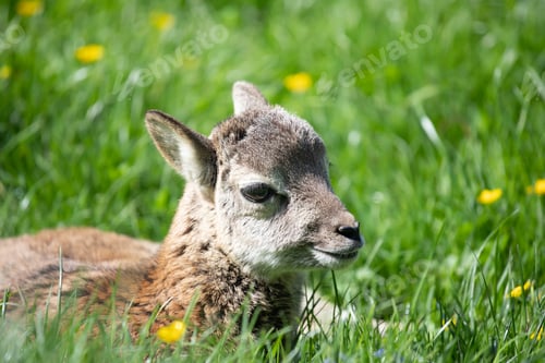 Preview: Portrait of a mouflon cub in a green meadow