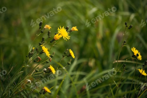 Preview: Yellow dandelion flowers macro photot