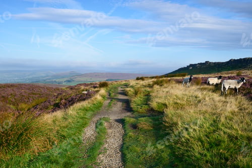 Preview: Sheep at Stanage