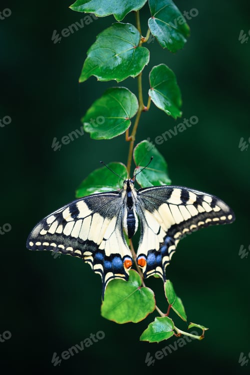 Preview: Macro shot of Beautiful Swallowtail Butterfly on green leaf