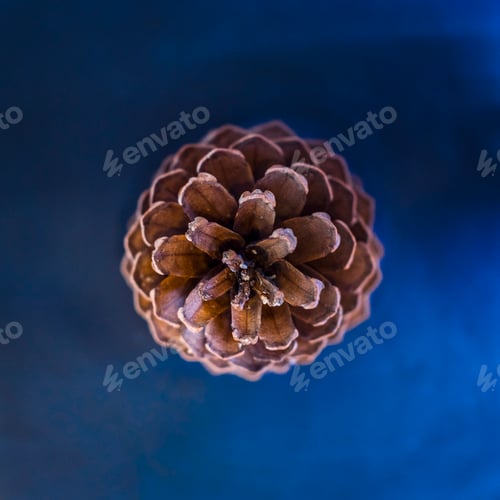 Preview: Top view of a pine cone over blue background