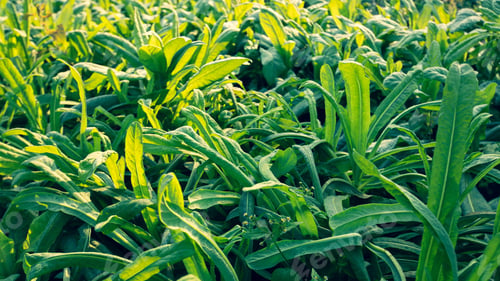 Preview: Green leaf lettuce in growth at vegetable garden