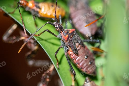 Preview: Bugs on leaf