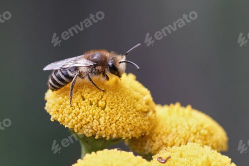Preview: A common plasterer bee, Colletes daviesanus, on her host plant