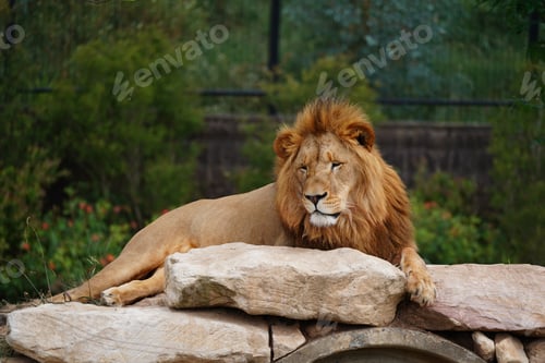 Preview: Beautiful majestic lion resting on a pile of rocks at a zoo