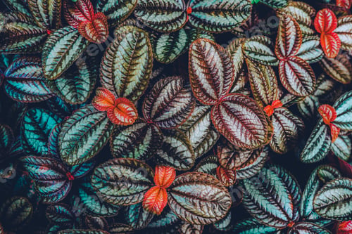Preview: Beautiful colorful texture. Natural background