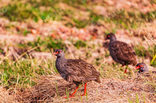 Preview: Bird Wild Animals Flight Kenya East Africa Wildlife Prey Hunter