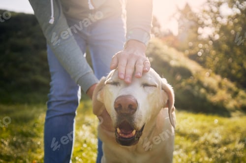 Preview: Person Petting Happy Dog Outdoors in Sunlight