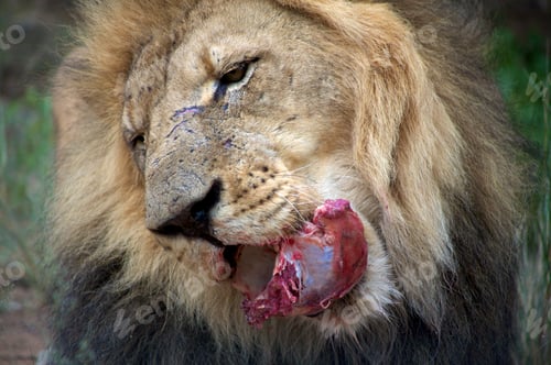 Preview: Lion in Botswana