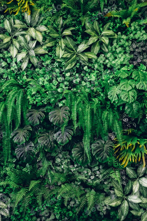 Preview: Close up group of background tropical green leaves texture and abstract background.