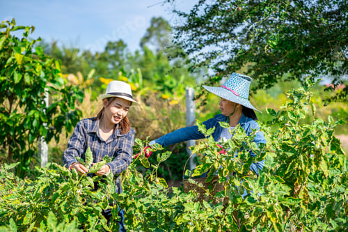 Preview: An Asian female farmer in Thailand collects eggplants grown in the garden for food and for sale.