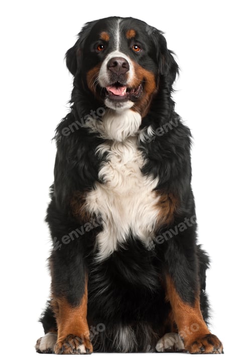 Preview: Bernese Mountain Dog, 4 years old, sitting in front of white background
