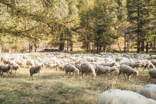Preview: Flock of sheep were herded to graze in autumn forest