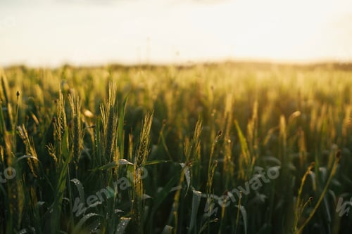 Preview: Wheat field in sunset light. Green wheat or rye ears close up in evening sunshine. Tranquil