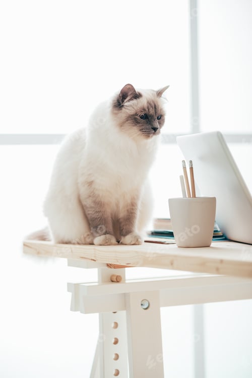Preview: Lovely birman cat at home