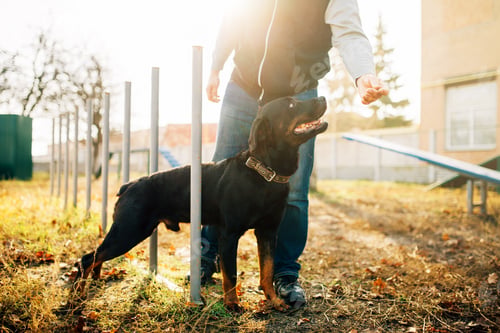 Preview: Cynologist with sniffing dog, training outside