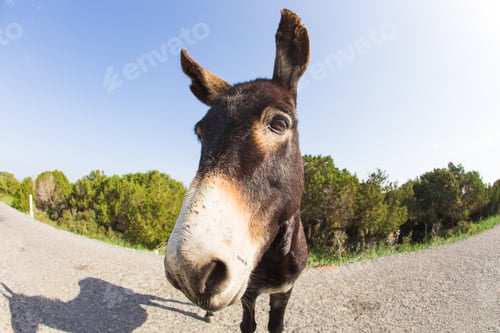 Preview: Wild funny donkey outdoors