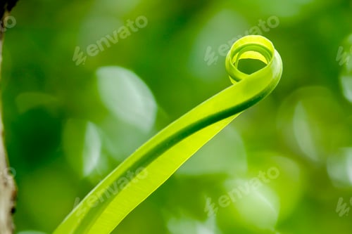 Preview: The tip of the leaf rolls.