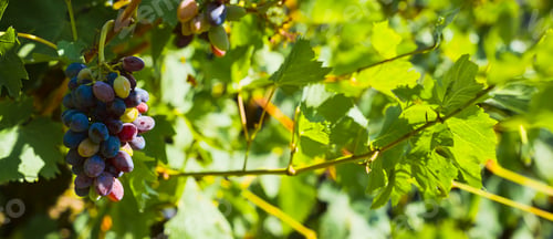 Preview: Purple grapes in vineyard, harvesting for production of wine, idea for web banner, selective focus