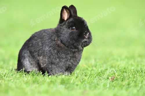 Preview: pets, bunny, scared, rabbit, hare