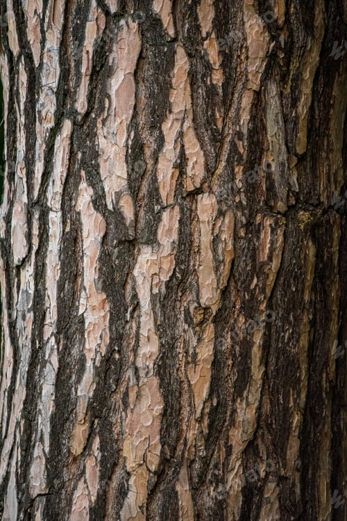 Preview: Vertical closeup background of pine tree trunk bark background