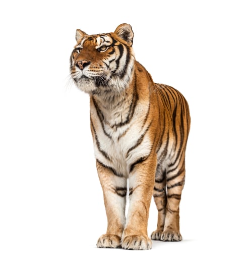 Preview: Tiger isolated