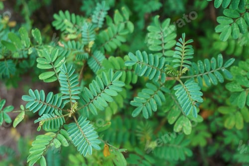 Preview: Close up of green leaves