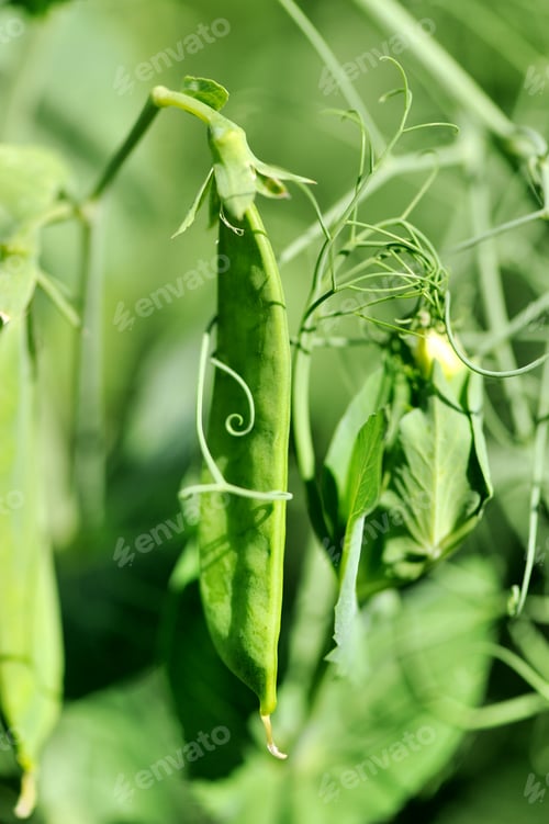 Preview: Peas growing on the farm
