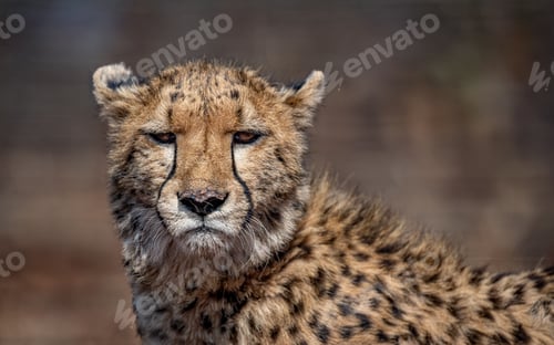 Preview: Close-up of a cheetah in natural habitat.