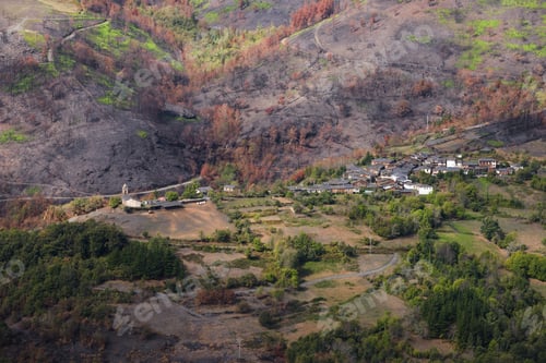 Preview: The green of life is quickly reappearing after the devastation of the forest fires 1