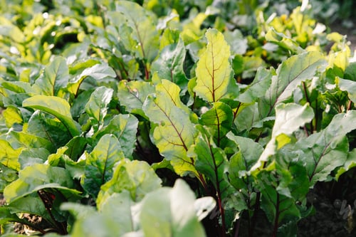 Preview: A row of young shoots of red beet. Agricultural beet plantation in the morning.