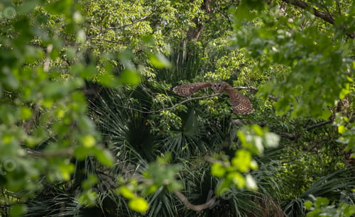 Preview: Barred Owl in flight in Florida