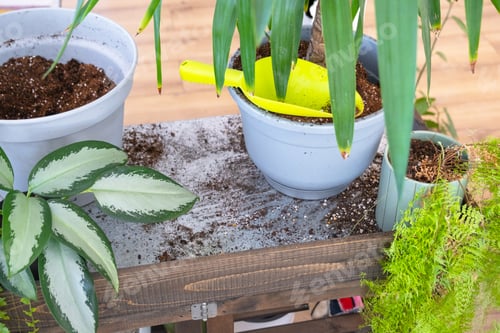 Preview: Yucca, aglaonema, fern on the table for transplanting and caring for domestic plants