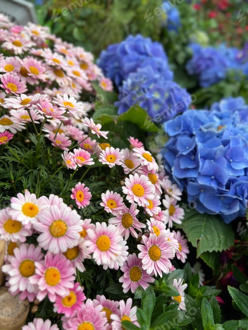 Preview: Colorful flowers decorate windowsill