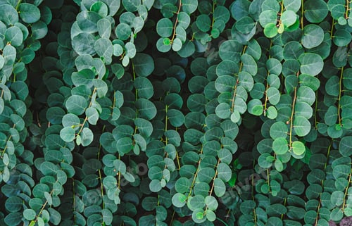 Preview: Lush Green Leafy Branches with Round Leaves Forming Natural Background