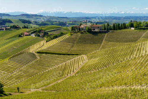 Preview: Vineyards of Langhe, Piedmont, Italy near Alba at May