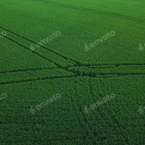 Preview: Aerial drone view of green rice field with landscape green pattern nature background. Square.