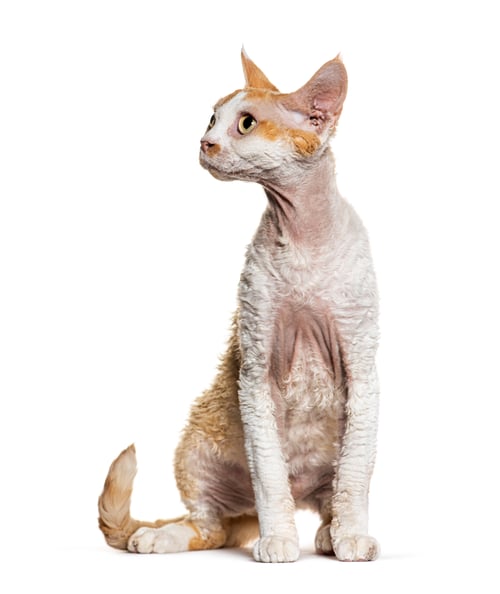 Preview: Sitting Devon rex cat looking away, isolated on white