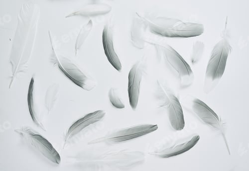 Preview: Different feathers of birds, gulls, pigeons. A gentle flying pattern.