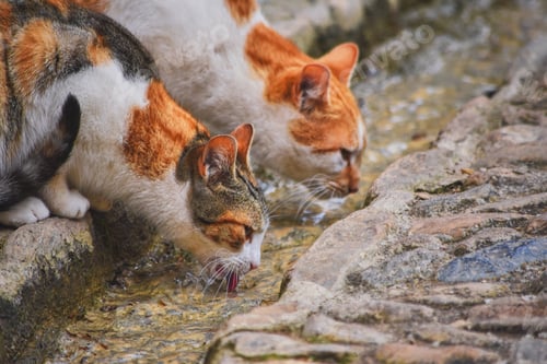 Preview: Two cats drinking water