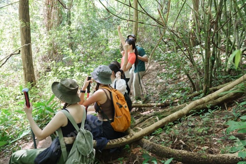 Preview: Group of hikers exploring lush tropical forest trail